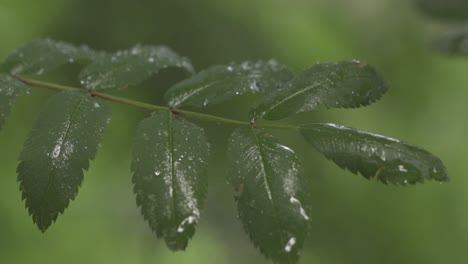 Zweig-Mit-Grünen-Blättern,-Die-Vom-Regen-Nass-Sind-Und-Sich-Leicht-Bewegen