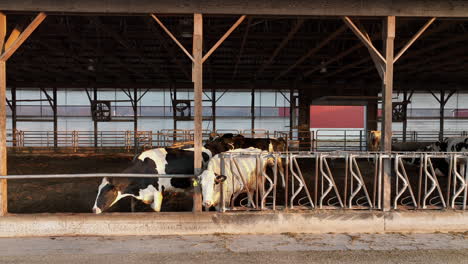 Dairy-cows-cattle-in-open-air-free-stall-barn-eat-silage-and-watch-camera