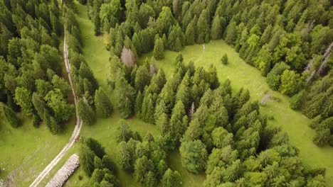 Aerial-drone-shot-of-some-fir-trees-in-the-swiss-alps
