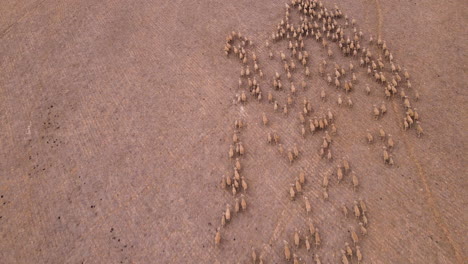 Flock-of-sheep-stick-together-as-they-run-in-same-direction