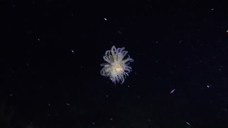 Sea-anemone-free-swimming-in-black-ocean-at-night