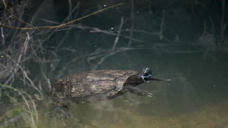 Freshwater-Japanese-Pond-Turtle-Floating-in-a-Stream-with-His-Head-Out-of-Water,-Seoul,-South-Korea