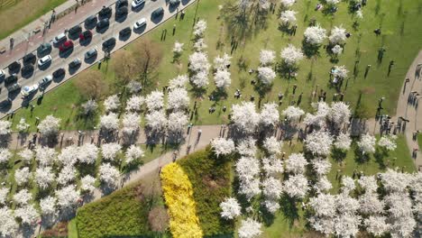 AERIAL:-People-Walking-Among-White-Sakuras-in-Vilnius-During-Cherry-Blossom-Season-in-Lovely-Evening