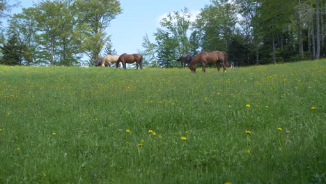 Low-angle-view-showing-many-horses-grazing-in-grass-field-with-trees-in-background---beautiful-sunny-day-and-blue-sky-in-backdrop