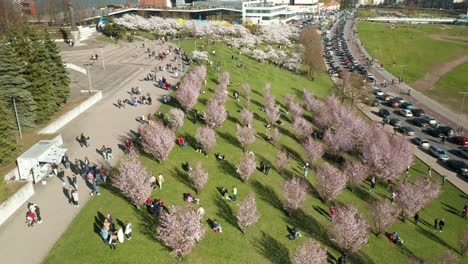 Antena:-Vista-Panorámica-De-La-Gente-Caminando-Entre-Los-Cerezos-En-Flor-Durante-Su-Temporada-En-Vilnius-Con-Los-Coches-Circulando