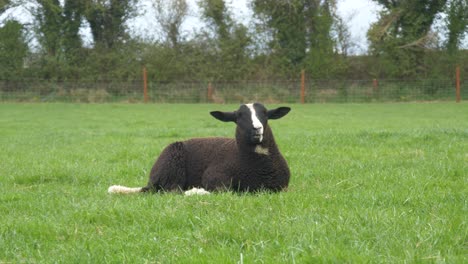 Lone-Zwartbles-Sheep-Eating-Grass-At-Castleview-Open-Farm-In-Laois,-Ireland