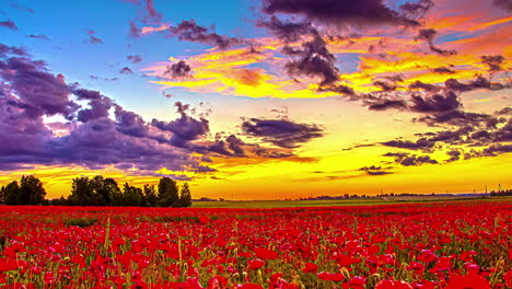 Time-lapse-shot-of-flying-clouds-over-red-flower-field-during-golden-sunset-at-horizon