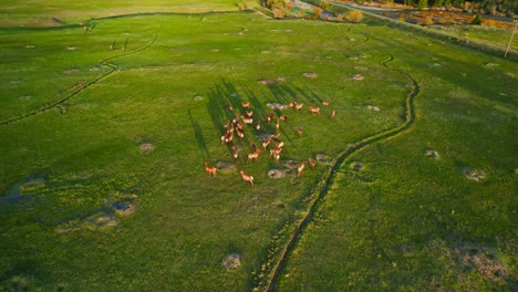 Scenic-Aerial-Drone-Footage-of-Deer-Herd-Fauna-Grazing-on-Green-Grassy-Field-in-Rocky-Mountains-Valley-During-Beautiful-Sunset-Lighting
