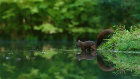 Dark-squirrel-wade-and-sniff-water-surface-in-search-of-hazelnuts---slow-motion