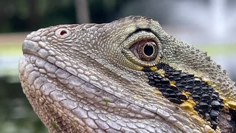 Close-up-shot-capturing-the-details-of-a-wild-australian-water-dragon,-intellagama-lesueurii-at-Brisbane-botanical-garden,-Australia