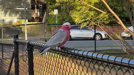 Exotic-male-galah,-eolophus-roseicapilla-with-distinctive-pink-and-grey-plumage-spotted-perching-on-top-of-metal-fence-in-the-urban-park-at-sunset