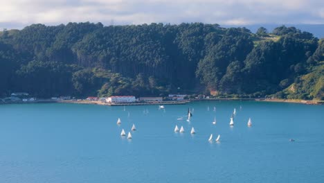 Time-lapse-of-sailing-boats-yachts-near-Shelly-Bay-in-capital-Wellington-harbour-with-brilliant-blue-turquoise-ocean-and-Miramar-Peninsula,-New-Zealand-Aotearoa