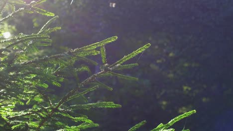 Spruce-Tree-Branches-Illuminated-By-Sunlight,-Insects-Flying-In-The-Air