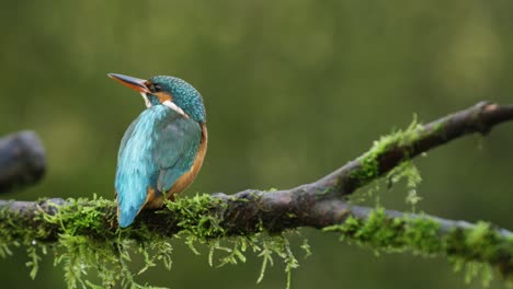 Kingfisher,-IJsvogel,-rests-on-a-branch,-then-flies-away-in-slow-motion