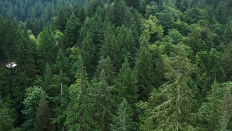 Aerial-drone-footage-of-expansive-Oregon-evergreen-forest-and-small-lake