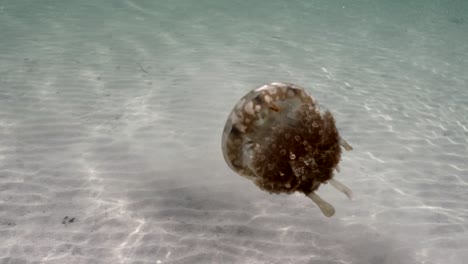 Sea-Jelly-Floating-Above-Sandy-Sea-Bottom