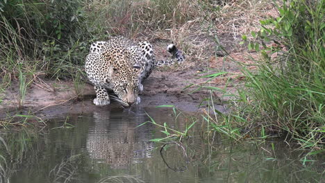 Leopard-Trinkt-Wasser-Aus-Einem-Teich-In-Der-Wildnis-Der-Afrikanischen-Savanne,-Wildes-Tier-Im-Natürlichen-Lebensraum