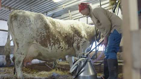 The-farmer-ties-the-dairy-cow-to-limit-its-movement-for-milking,-rural-Sweden