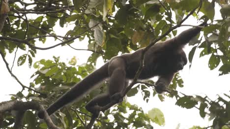 Male-Woolly-Monkey-Jumping-Into-Another-Tree-Branches-In-Tropical-Rainforest