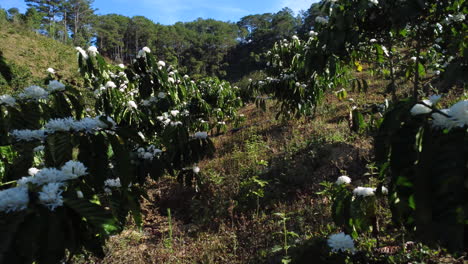Slowly-moving-through-blooming-coffee-plants,-season-of-arabica