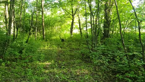 Wild-turkey-walking-through-a-wooded-area-near-the-top-of-a-hill