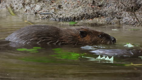 Pair-of-American-beavers-frolic-in-the-shallows-chewing-on-branches-of-a-small-tree