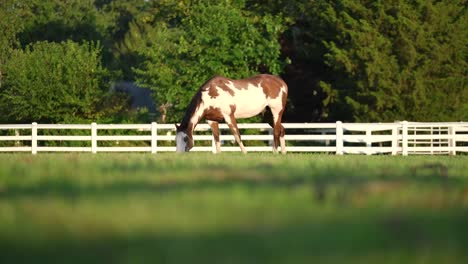 Einzelnes-Amerikanisches-Paint-Horse,-Das-Auf-Der-Ranch-Isst