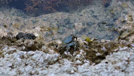 Blaue-Krabbe,-Die-Am-Wasser-Entlang-Der-Felsen-Kriecht