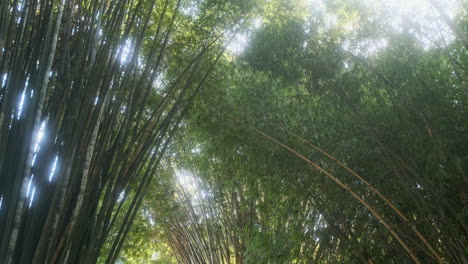 Bosque-De-Bambú,-Especies-Nativas-Brasileñas,-Hojas-Verdes-Y-Crecimiento-Sostenible-De-La-Madera