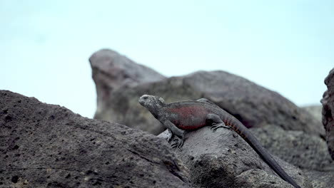 Iguana-Marina-De-Navidad-Que-Va-Detrás-De-La-Roca-De-Lava-En-Las-Galápagos