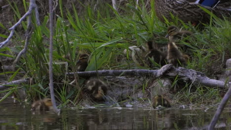 Ducklings-Seen-Moving-Around-Beside-Riverbank-In-Algonquin-river
