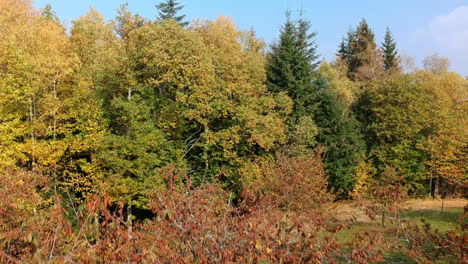 Aerial-crane-shot-of-some-fall-colored-trees-and-a-forest-in-the-background,-Black-Forest,-Germany