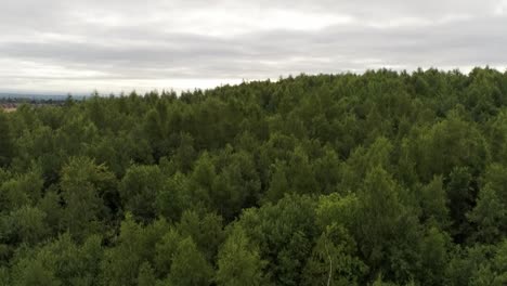 Aerial-view-above-British-woodland-forested-trees-in-scenic-rural-countryside-park-wilderness
