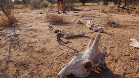 Frau---Safariführerin-Inspiziert-Überreste-Eines-Giraffenskeletts