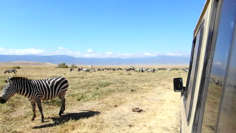 Close-Up-View-of-a-Zebra-Standing-Next-to-a-Safari-Vehicle,-Slow-Motion