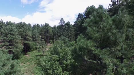 Drone-aerial-footage-of-the-pine-forest-of-the-Prescott-National-Forrest,-Prescott,-Arizona
