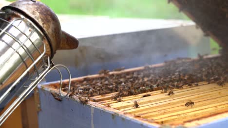 Imker-Arbeitet-Mit-Bienen-Und-Bienenstöcken-Auf-Dem-Bienenstand