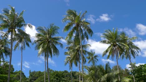 Kokospalmen-Mit-Blauem-Himmel-Auf-Der-Tropischen-Insel