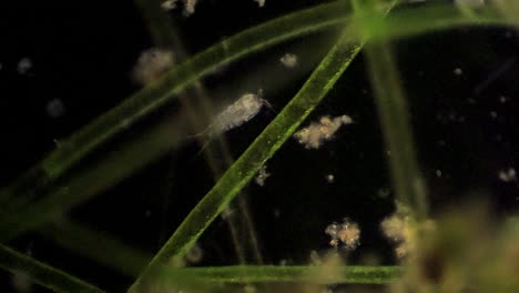 A-microscopic-copepod-feeds