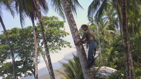 Costa-Rican-tree-trimmer-slowly-climbing-down-a-tall-palm-tree-on-the-sandy-beaches-of-Punta-Banco,-Costa-Rica