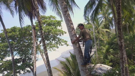 Ein-Baumschneider-Aus-Costa-Rica-Klettert-Langsam-Eine-Hohe-Palme-An-Den-Sandstränden-Von-Punta-Banco,-Costa-Rica,-Hinunter