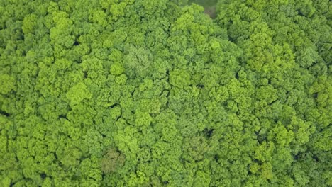 Very-dense-green-forest-mixed-trees---view-from-above,-aerial-footage-with-no-spaces,-very-tight