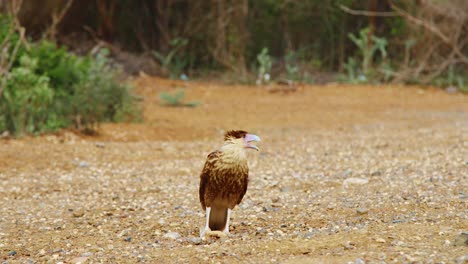 Brown-juvenile-caracara-falcon-cawing-while-other-birds-fly-away,-SLOW-MOTION