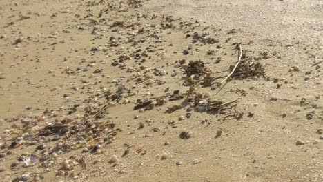 Eine-Krabbe-Läuft-In-Zeitlupe-Am-Strand-Entlang