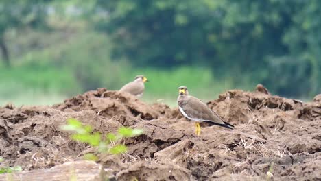 Yellow-wattled-Lapwing-..