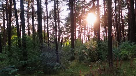 Spaziergang-Im-Wald-Mit-Sonnenuntergangslicht,-Das-Durch-Die-Bäume-Scheint