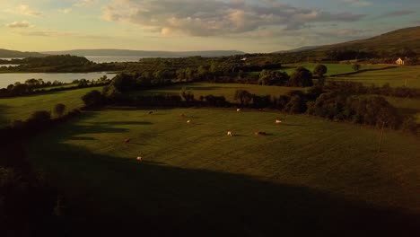 Slow-aerial-pass-over-forest-and-field-with-cows-near-lake-in-rural-Ireland