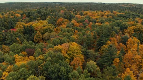 Drohnenflug-über-Herbstwald-In-Kanada