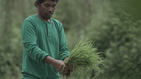 Granjero-Filipino-Preparándose-Para-Plantar-Arroz