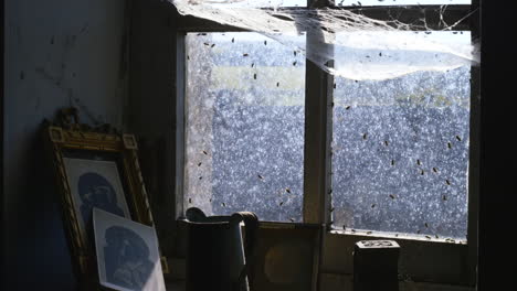 Flies-crawling-and-flying-on-an-old-window-with-spider-web-and-old-artifacts-on-the-windowsill
